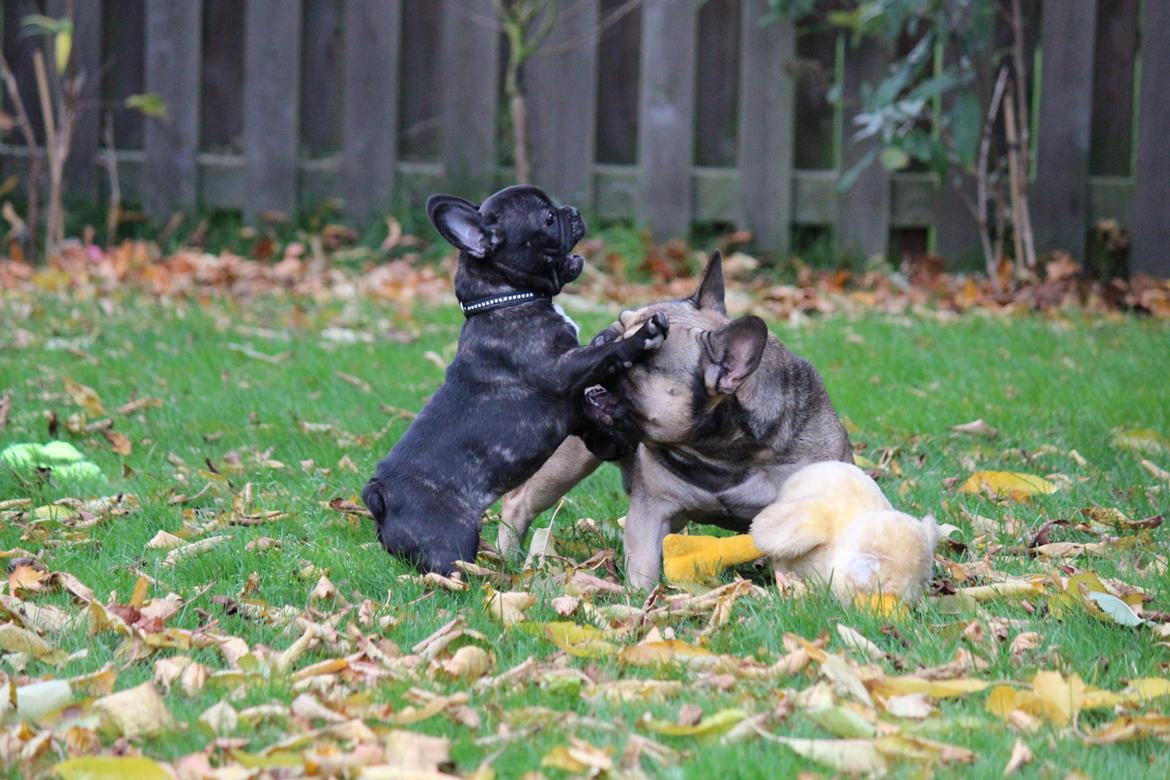 Fransk bulldog Ludvig billede 11