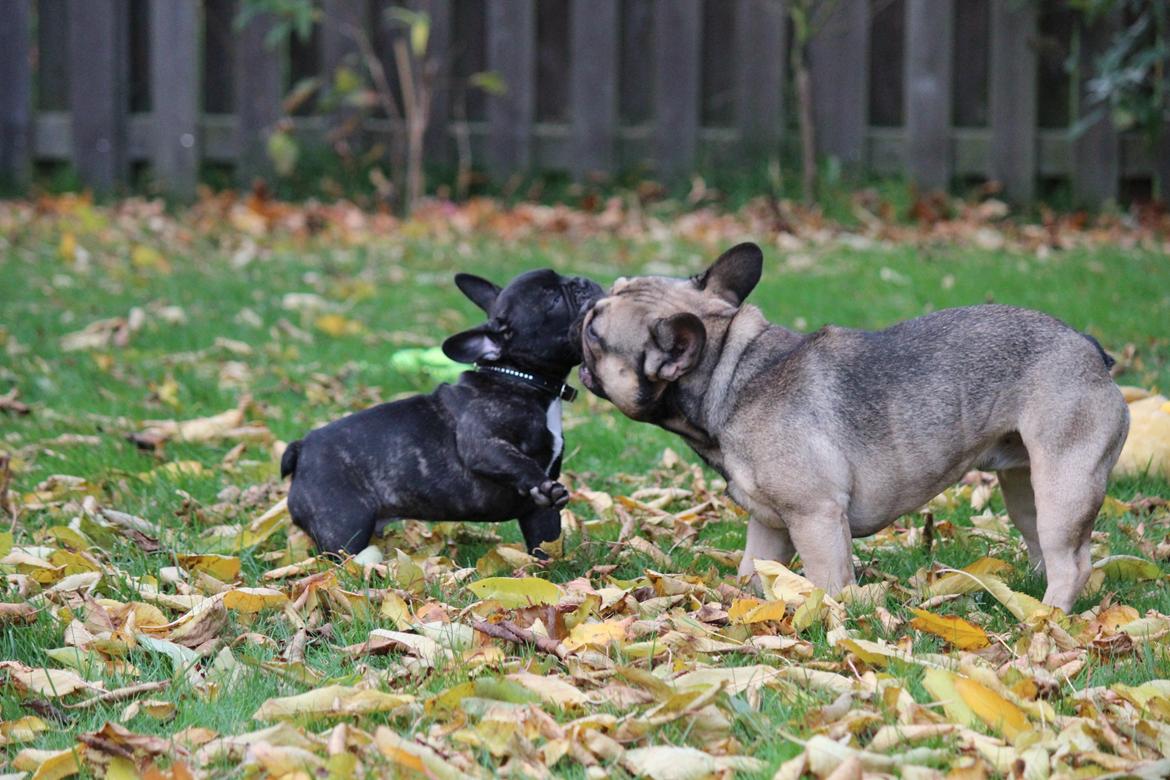 Fransk bulldog Ludvig billede 12