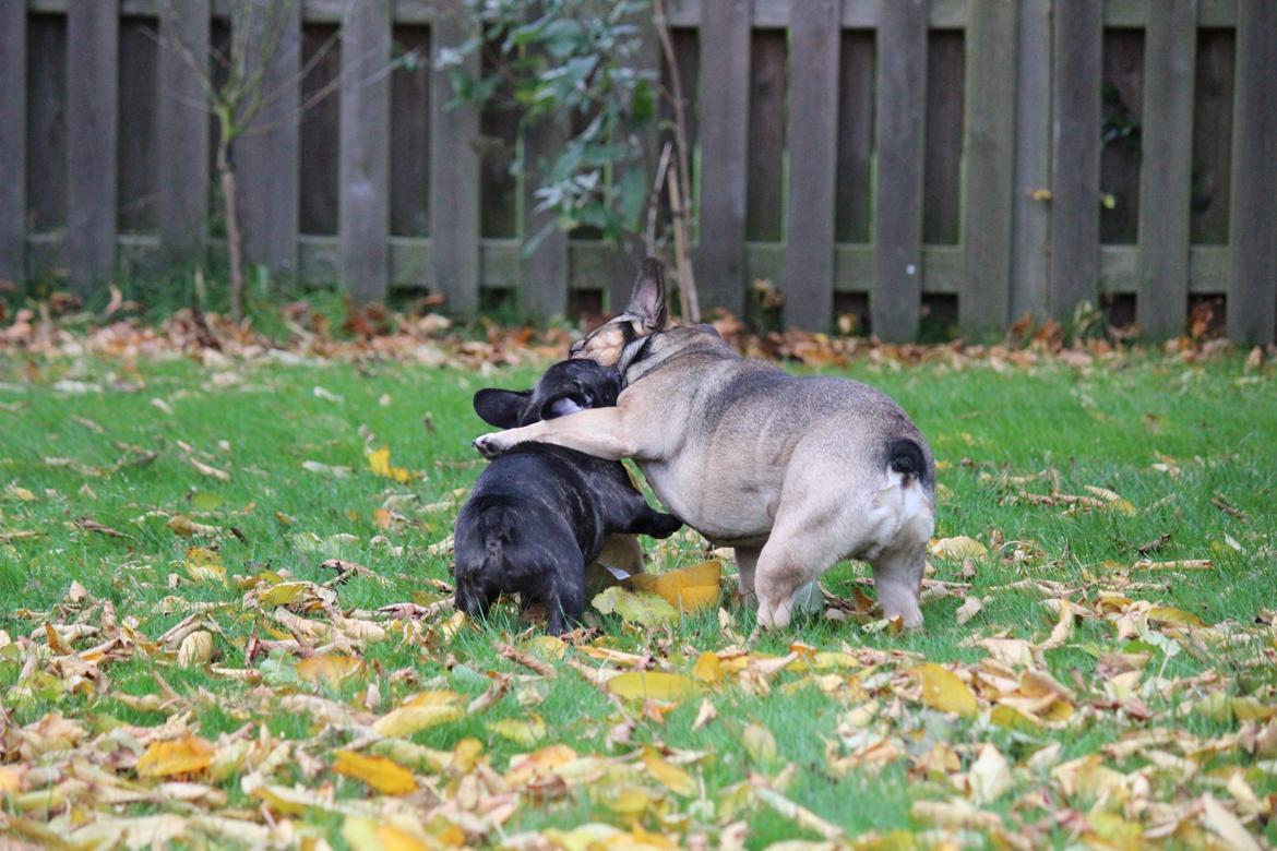 Fransk bulldog Ludvig billede 13