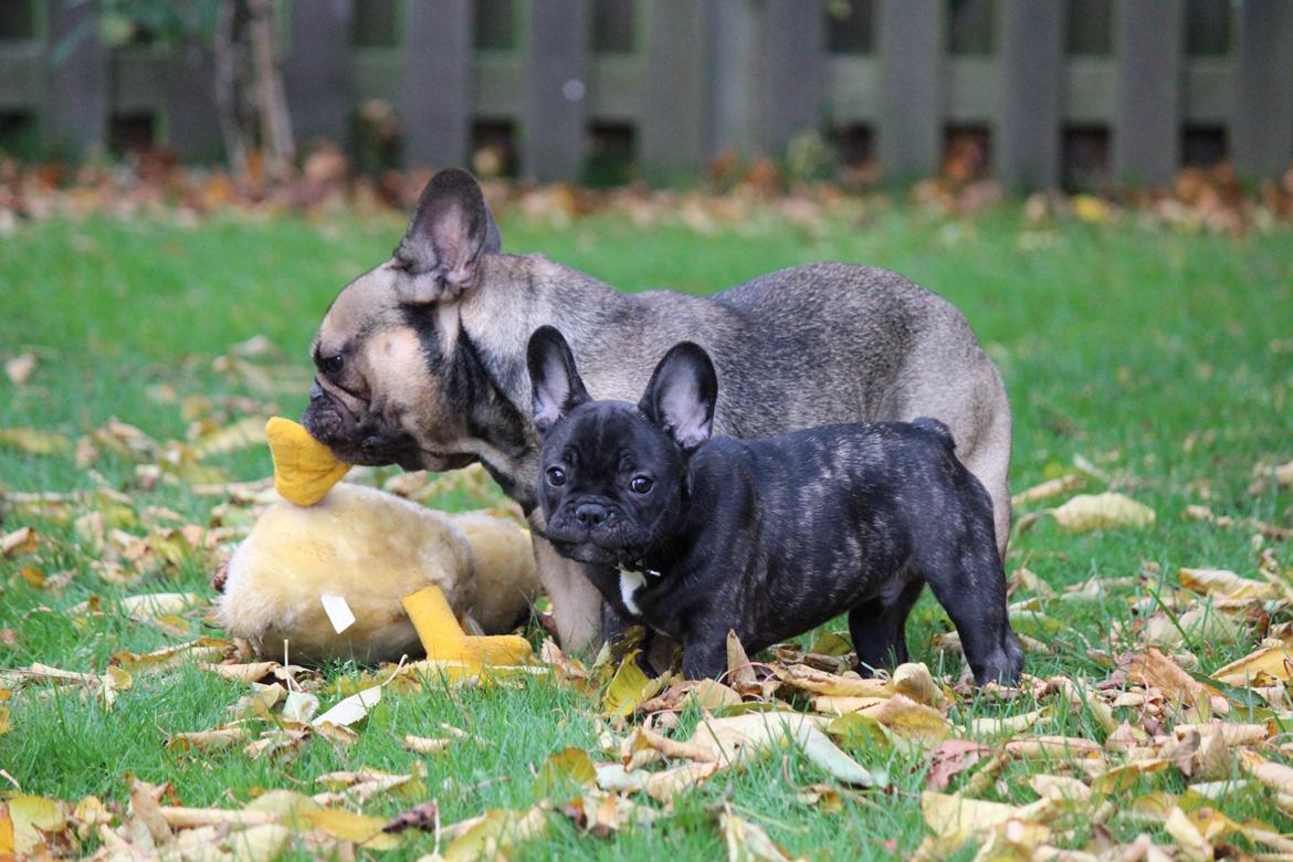 Fransk bulldog Ludvig billede 14