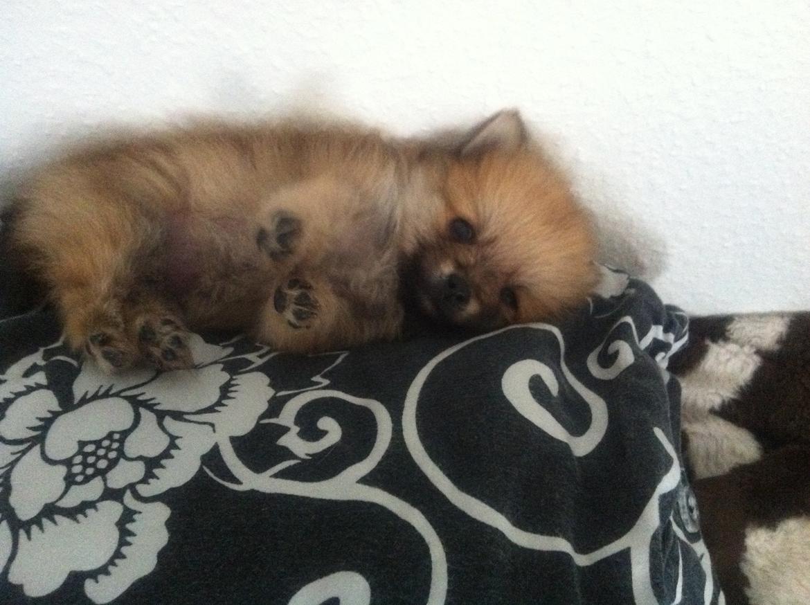 Pomeranian Viktor billede 1