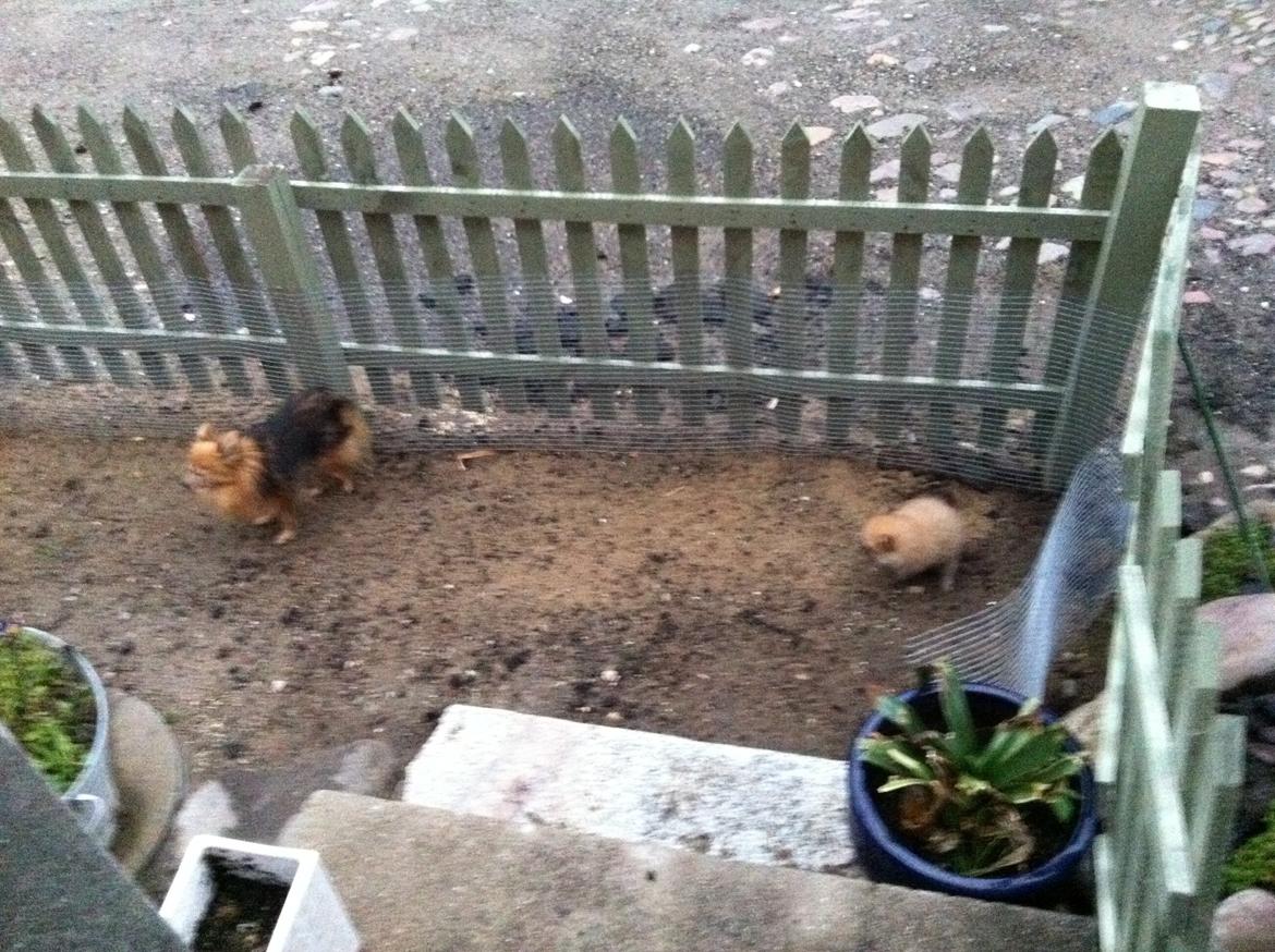 Pomeranian Viktor billede 2