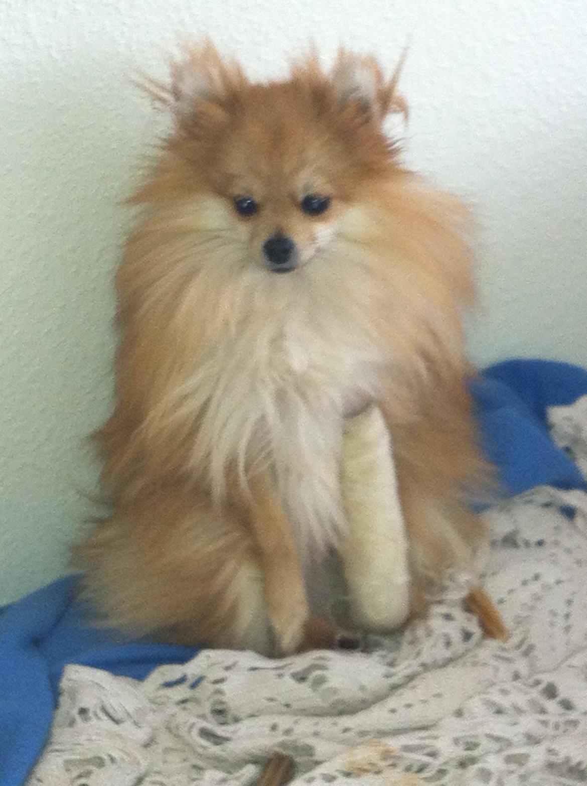 Pomeranian Viktor billede 3