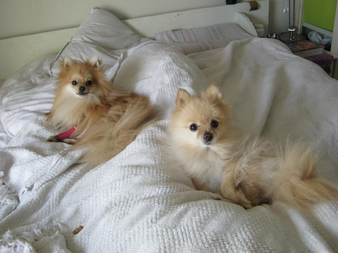 Pomeranian Viktor billede 4