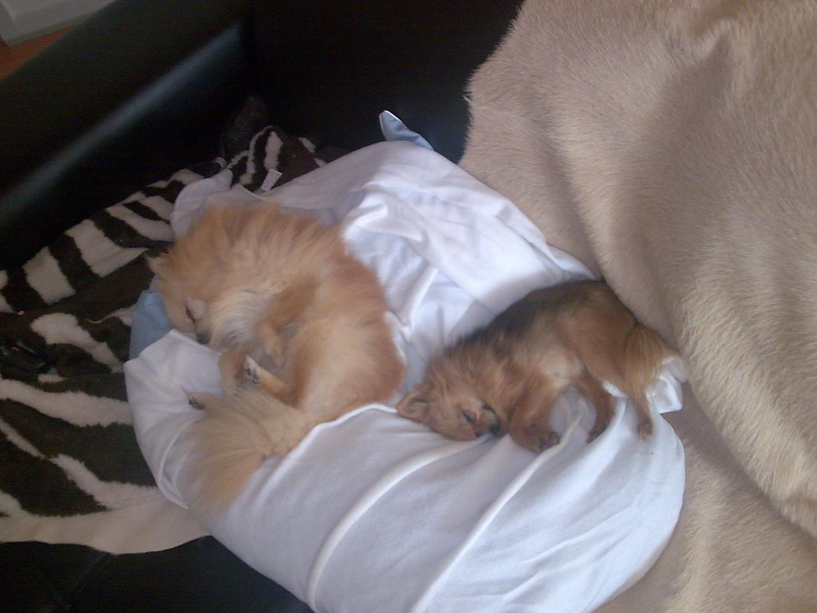 Pomeranian Viktor billede 5