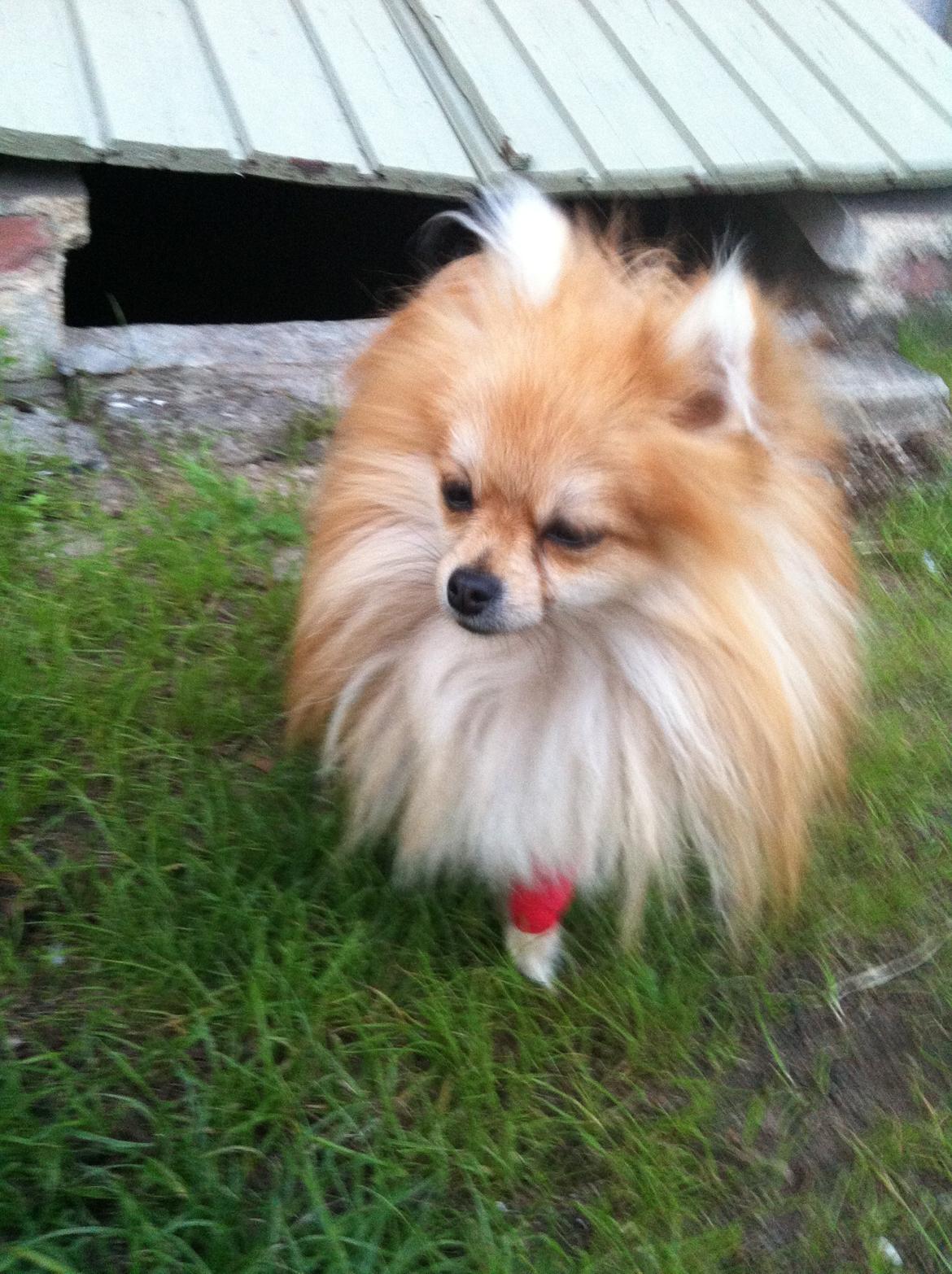 Pomeranian Viktor billede 6