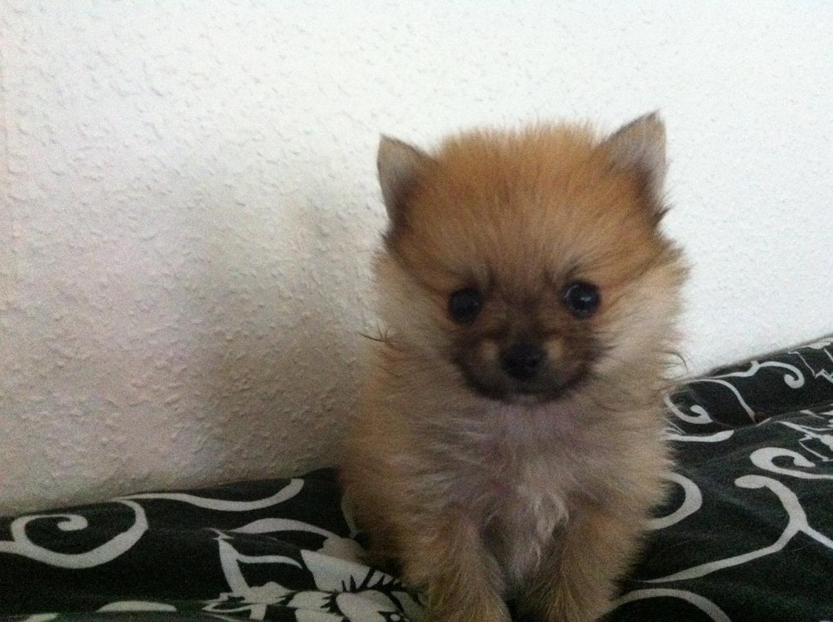 Pomeranian Viktor billede 7