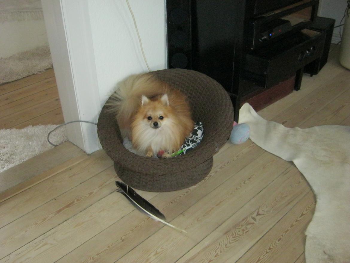 Pomeranian Viktor billede 8