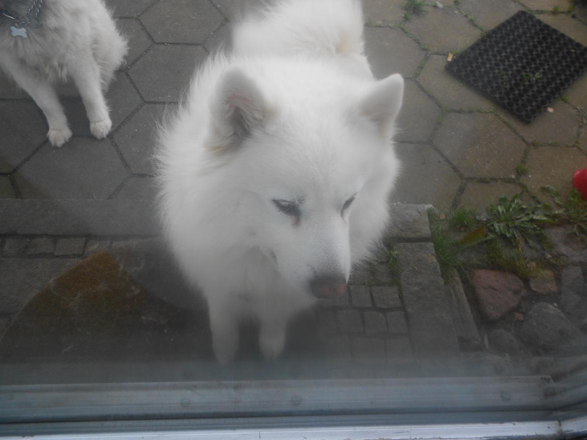 Blanding af racer Alfred billede 1