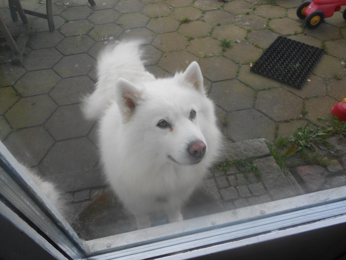 Blanding af racer Alfred billede 2