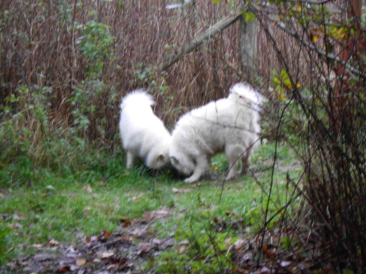 Blanding af racer Alfred billede 3