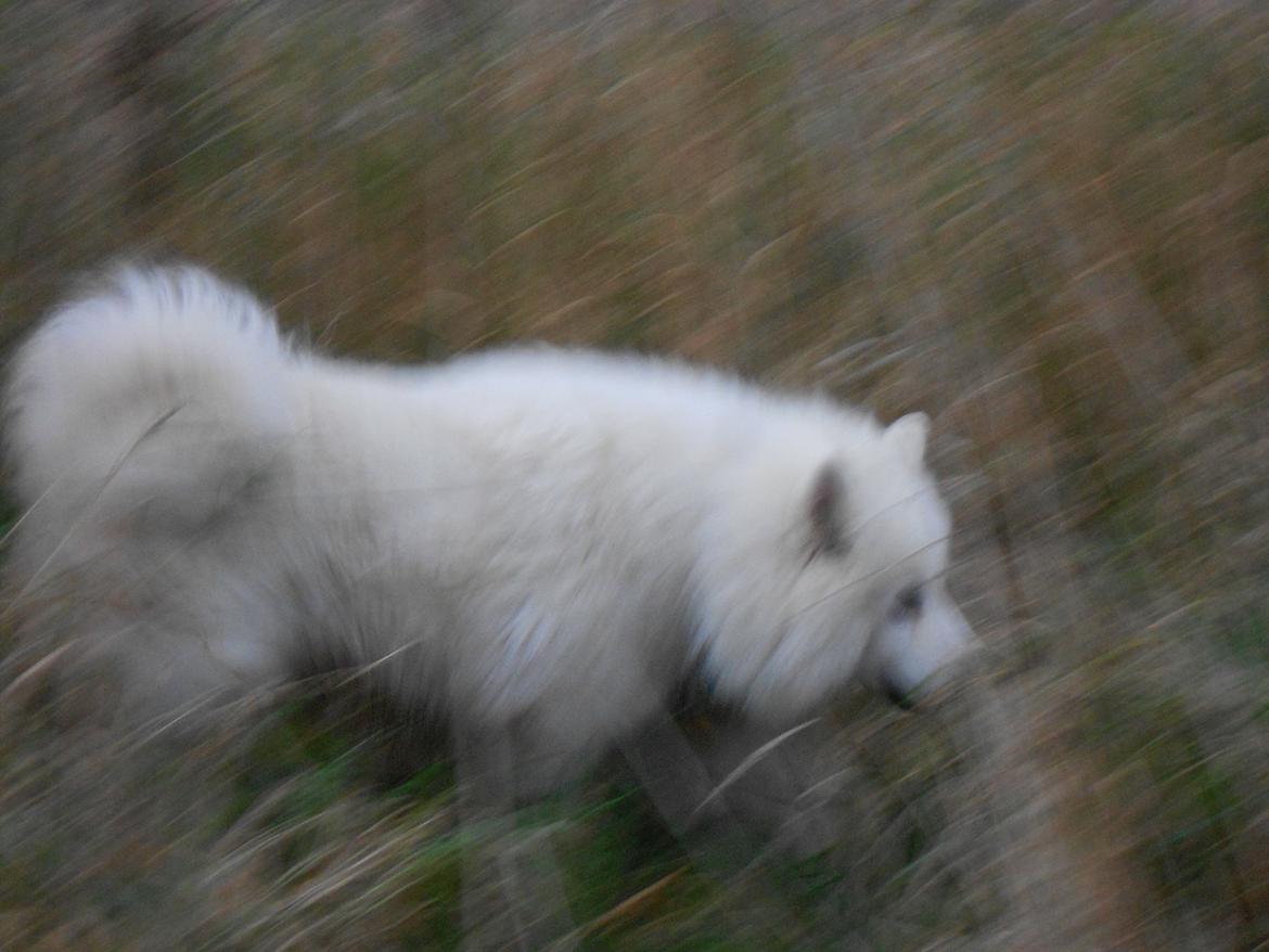 Blanding af racer Alfred billede 4