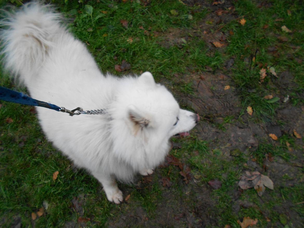 Blanding af racer Alfred billede 5