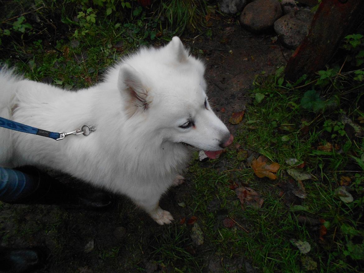 Blanding af racer Alfred billede 6