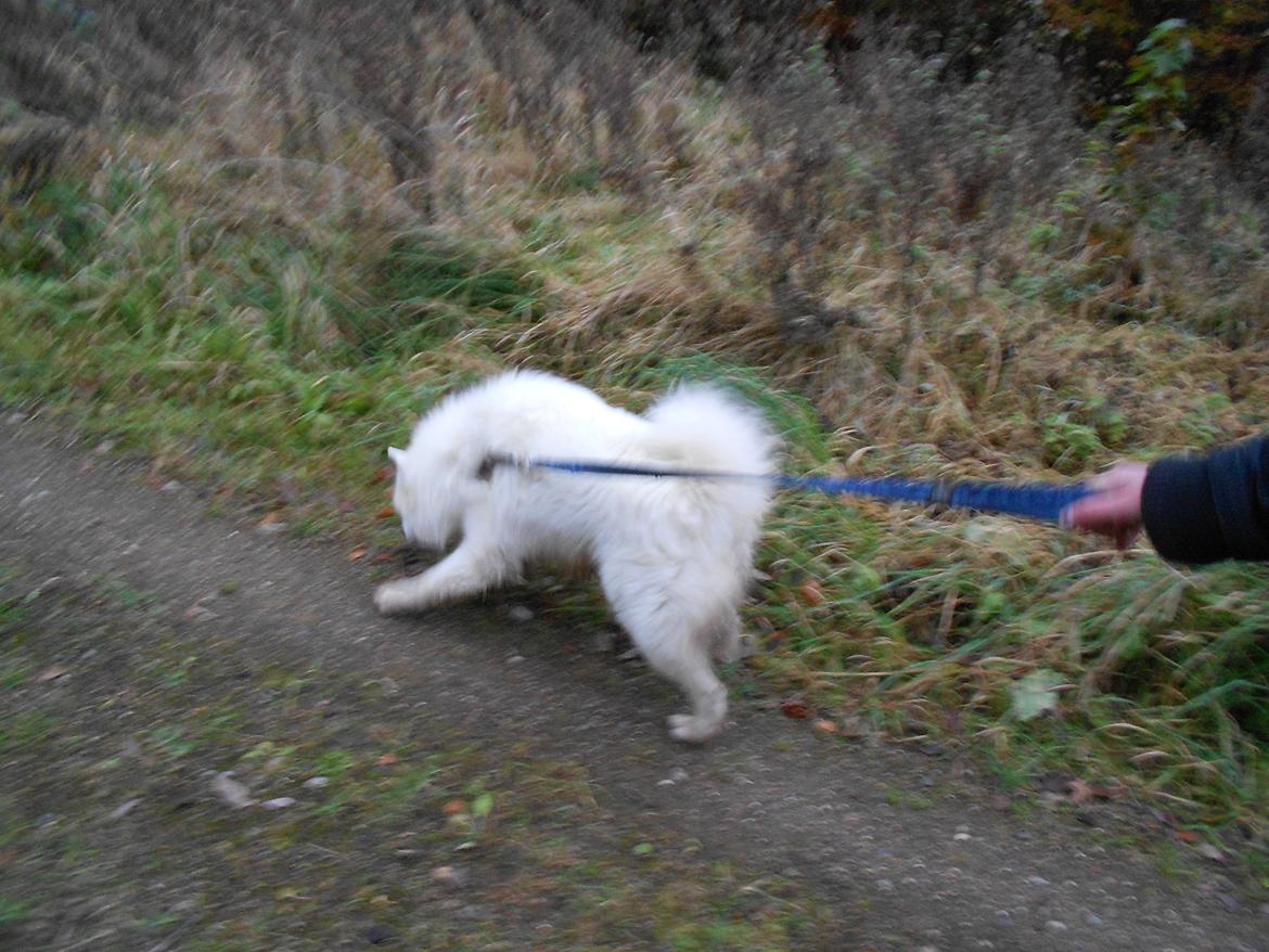 Blanding af racer Alfred billede 7