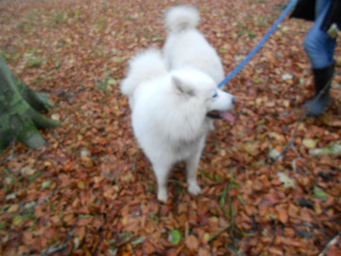 Blanding af racer Alfred billede 8