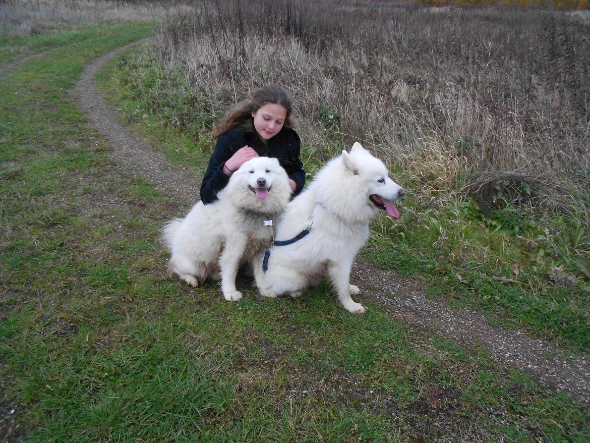 Blanding af racer Alfred billede 9