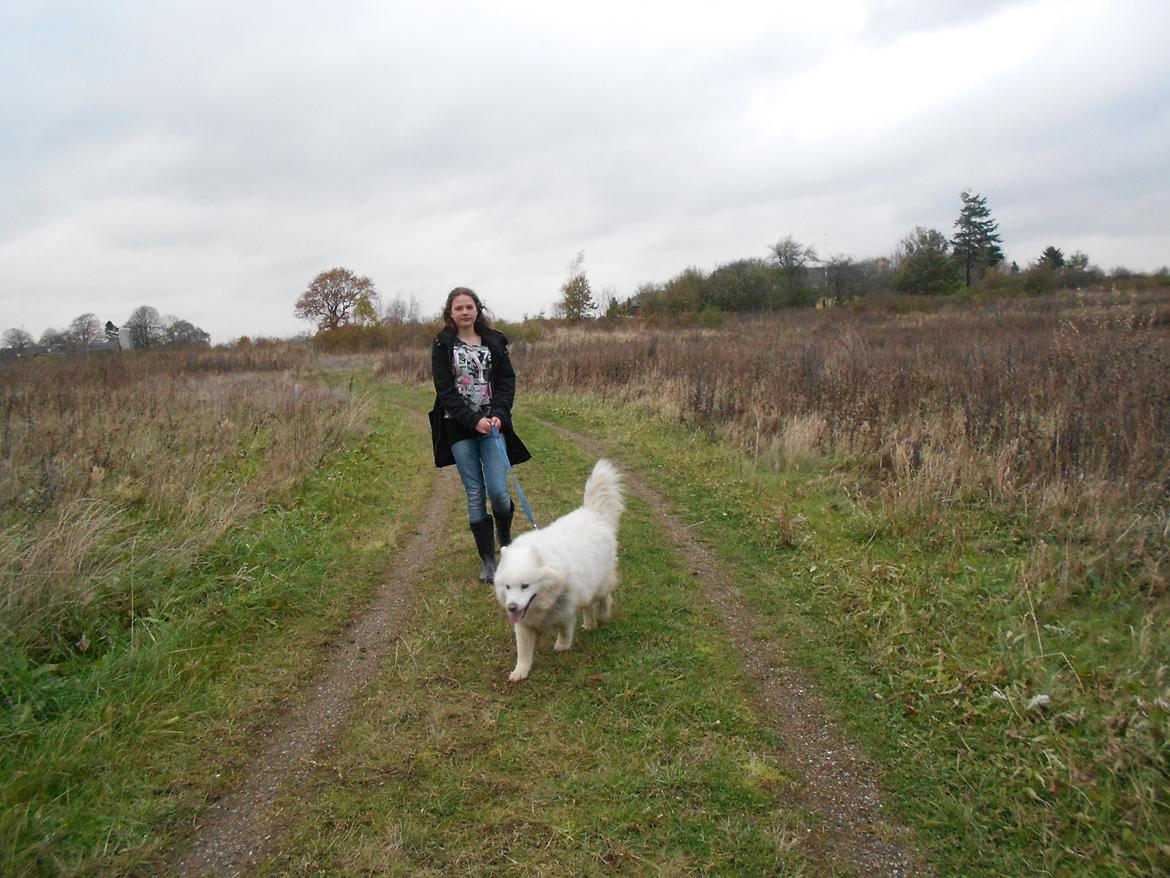 Blanding af racer Alfred billede 10