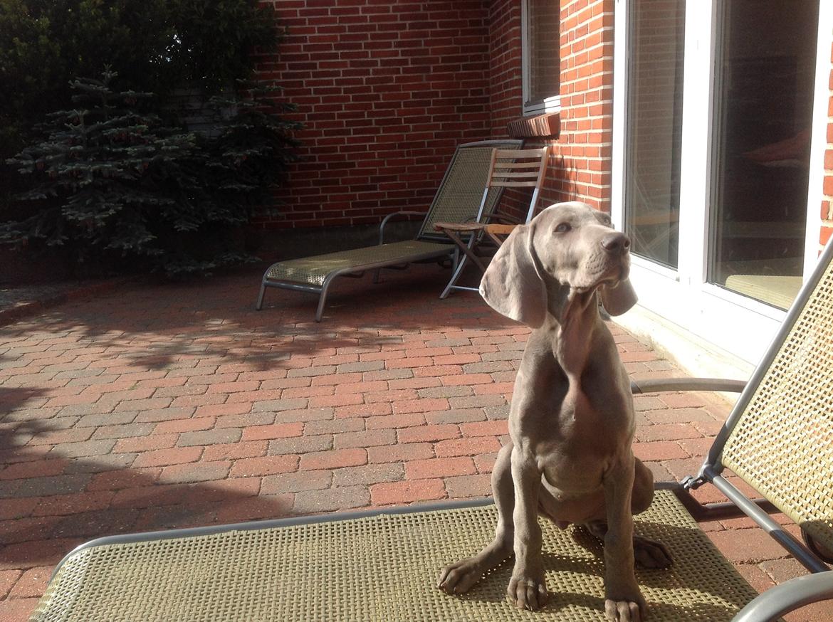 Weimaraner Aura billede 9