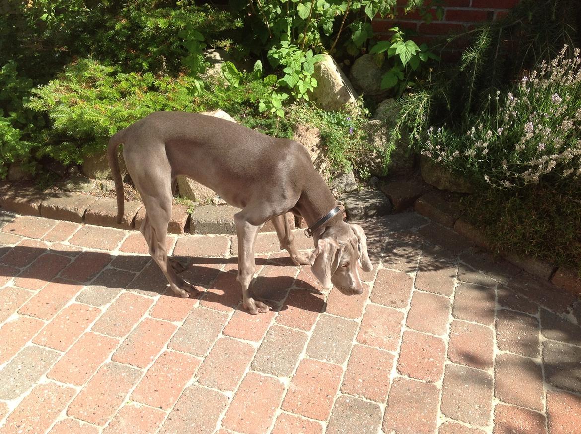 Weimaraner Aura billede 17