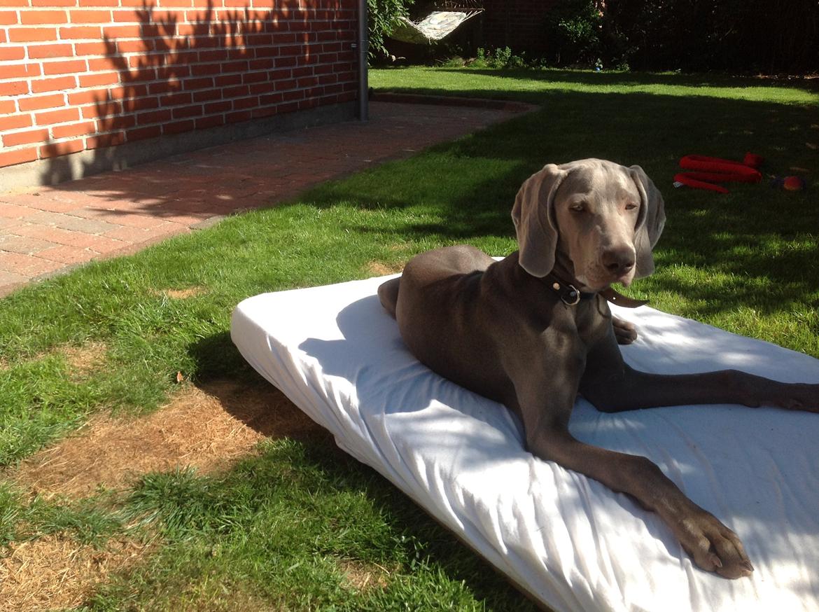 Weimaraner Aura billede 18