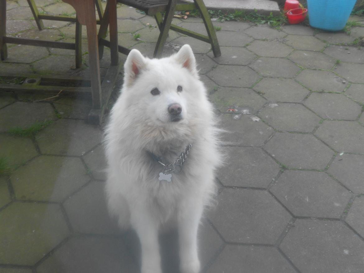 Samojedhund Nanoq billede 1