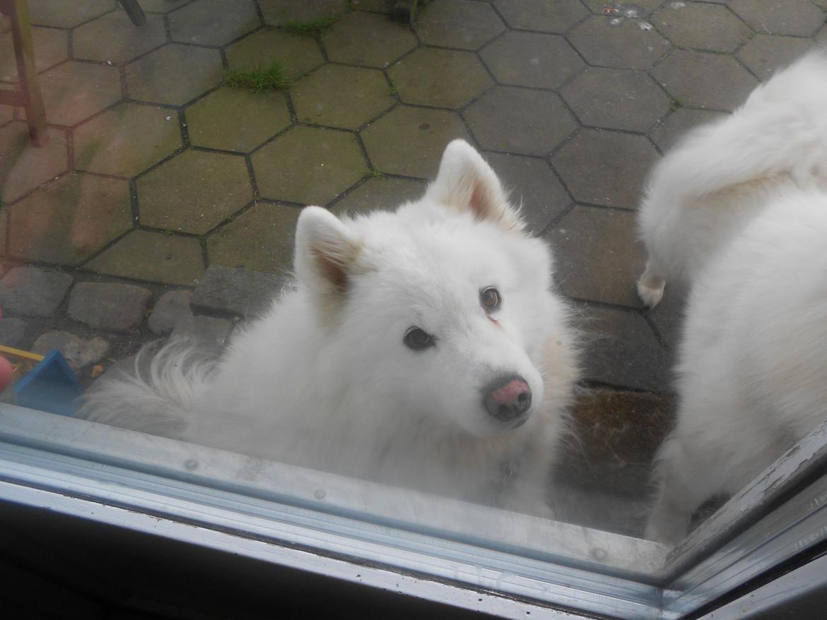 Samojedhund Nanoq billede 2