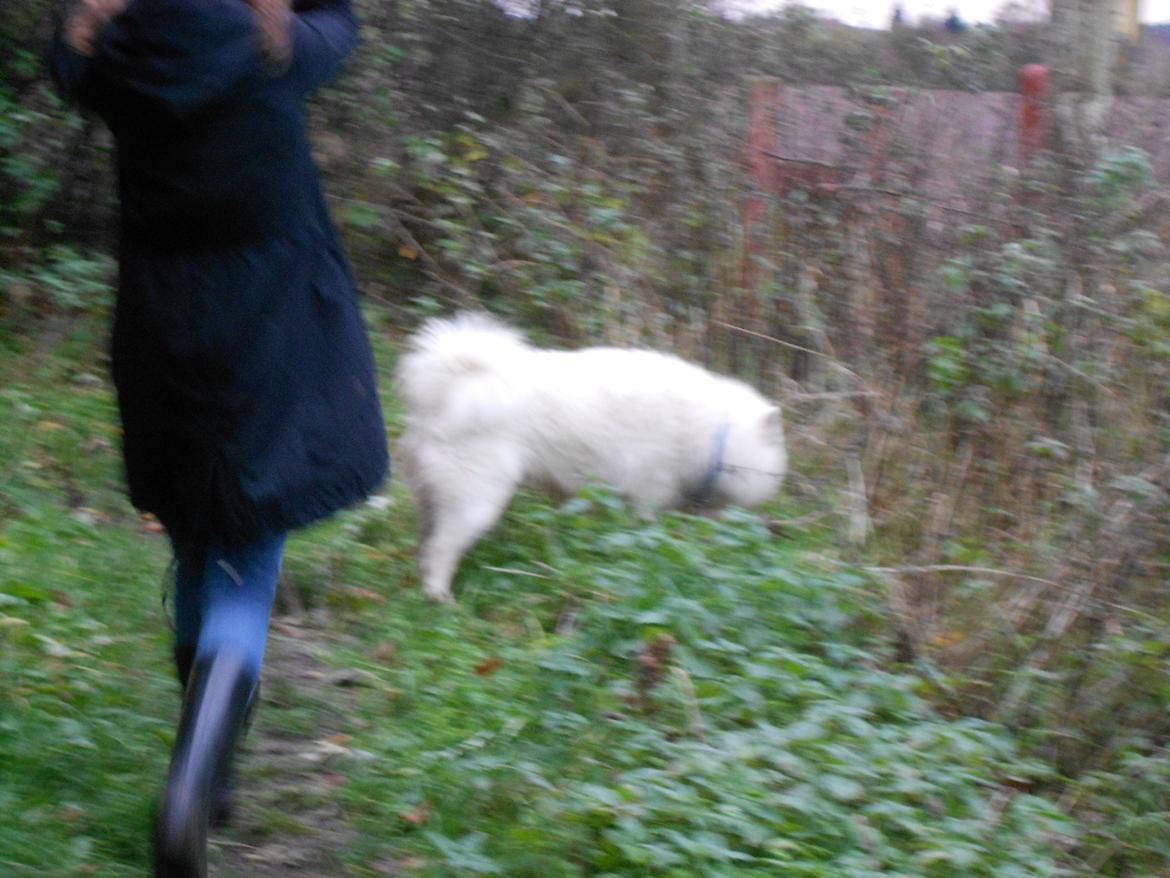 Samojedhund Nanoq billede 3