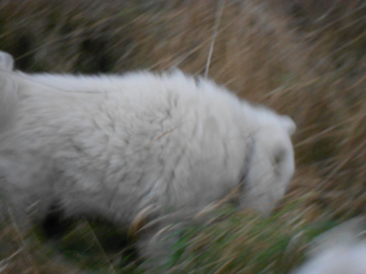 Samojedhund Nanoq billede 4