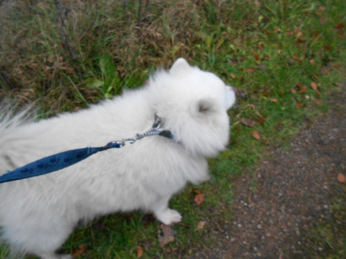 Samojedhund Nanoq billede 5