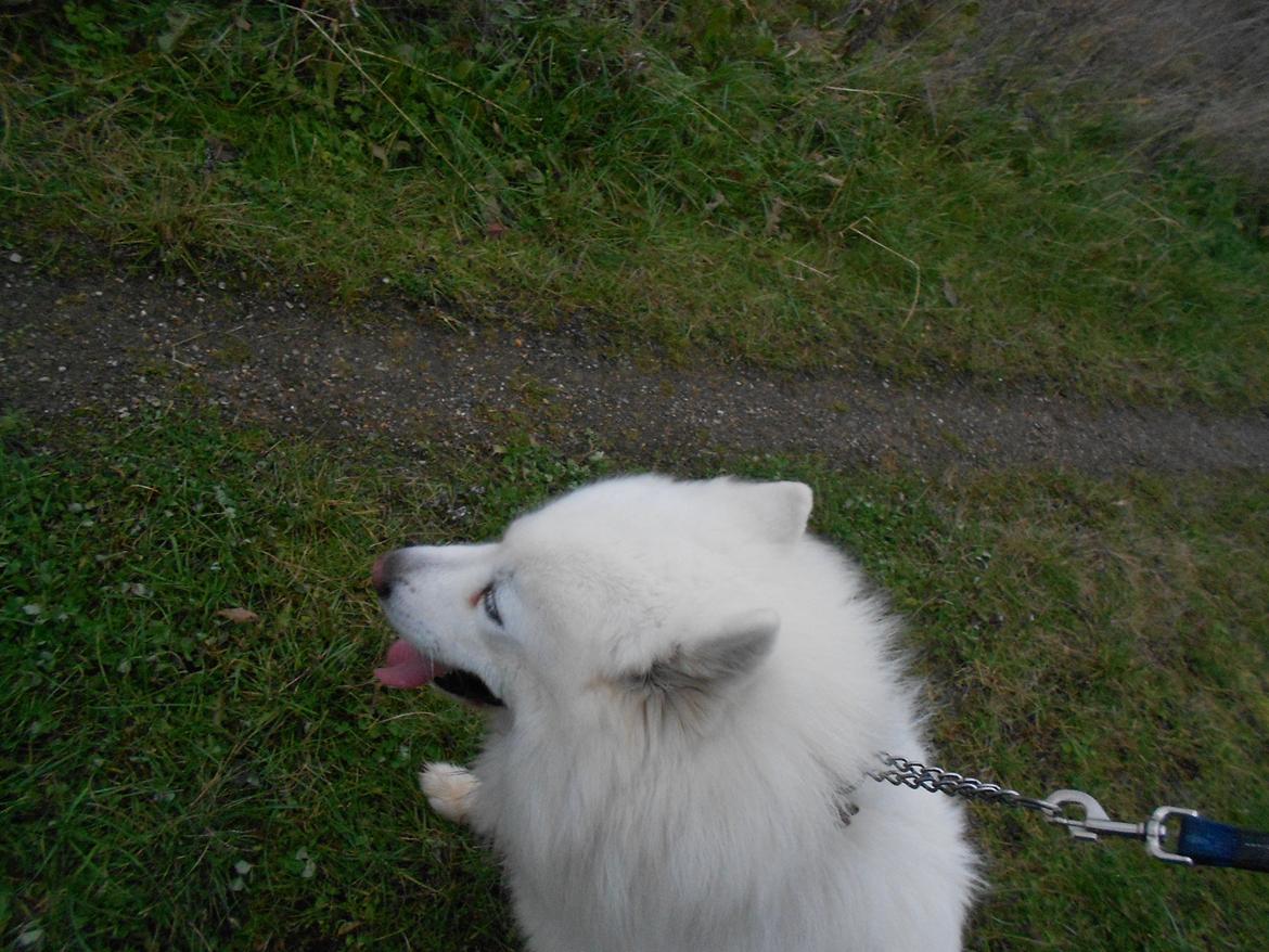 Samojedhund Nanoq billede 6