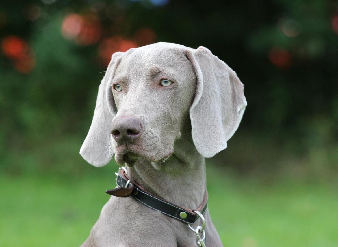 Weimaraner Aura billede 19