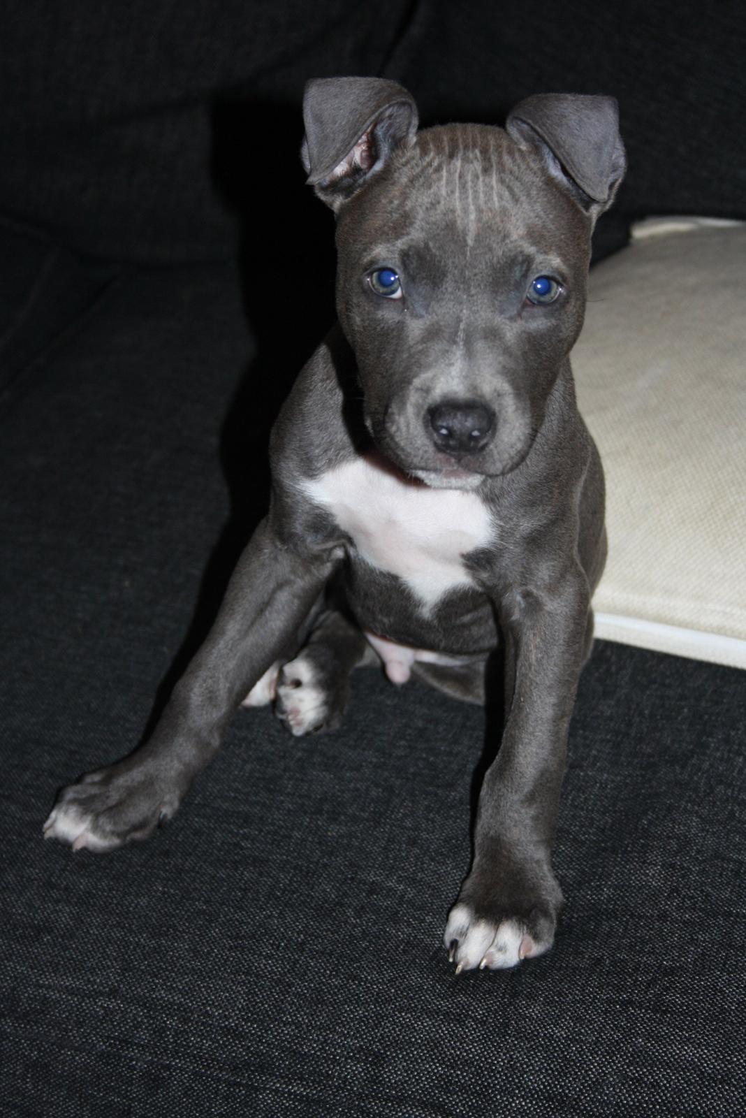 Staffordshire bull terrier Turbo billede 4