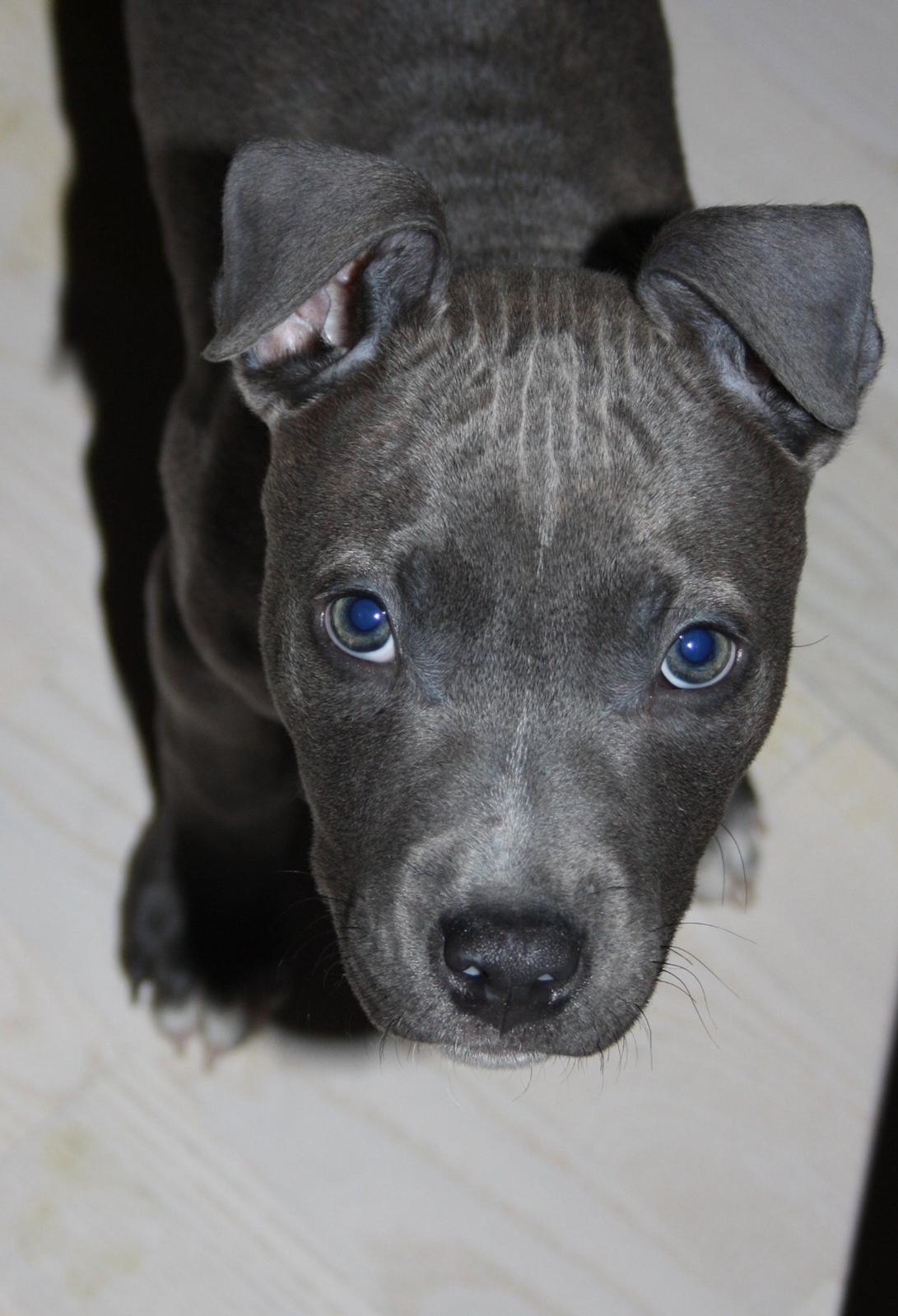 Staffordshire bull terrier Turbo billede 5