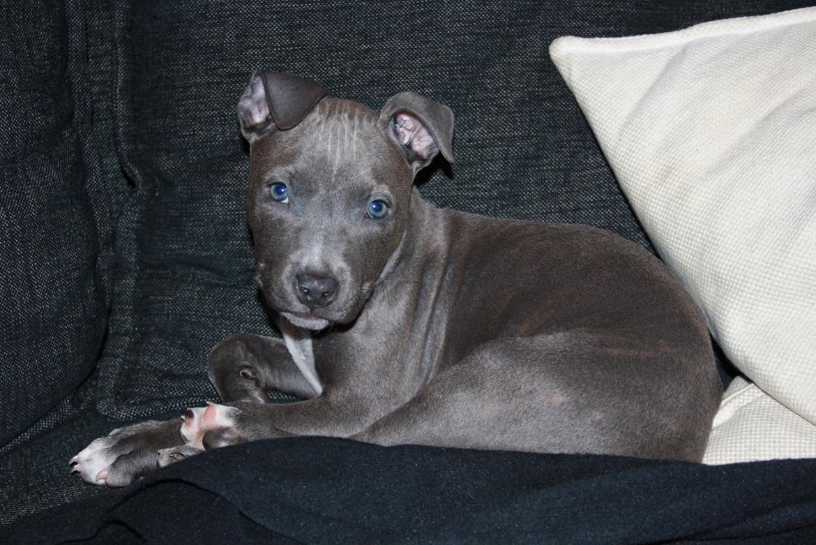 Staffordshire bull terrier Turbo billede 6