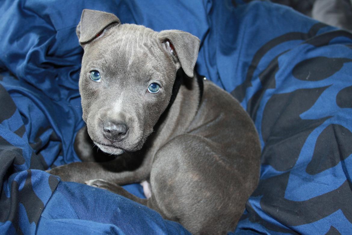 Staffordshire bull terrier Turbo billede 1