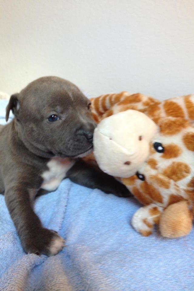 Staffordshire bull terrier Turbo billede 12