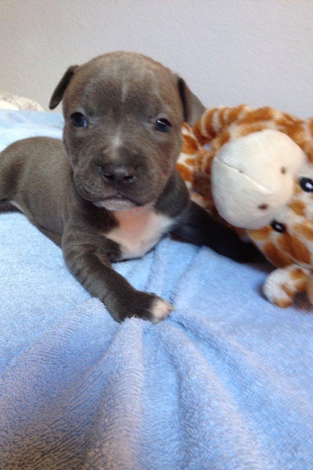 Staffordshire bull terrier Turbo billede 11