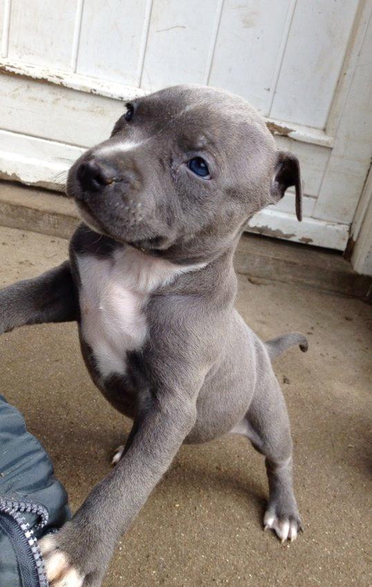 Staffordshire bull terrier Turbo billede 13