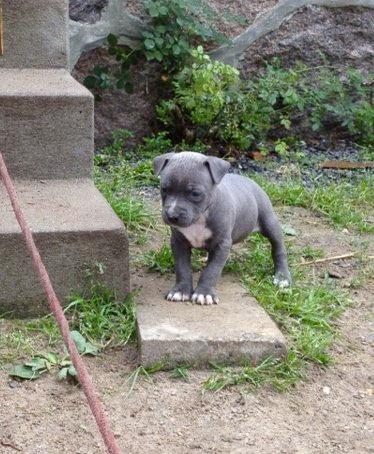 Staffordshire bull terrier Turbo billede 15