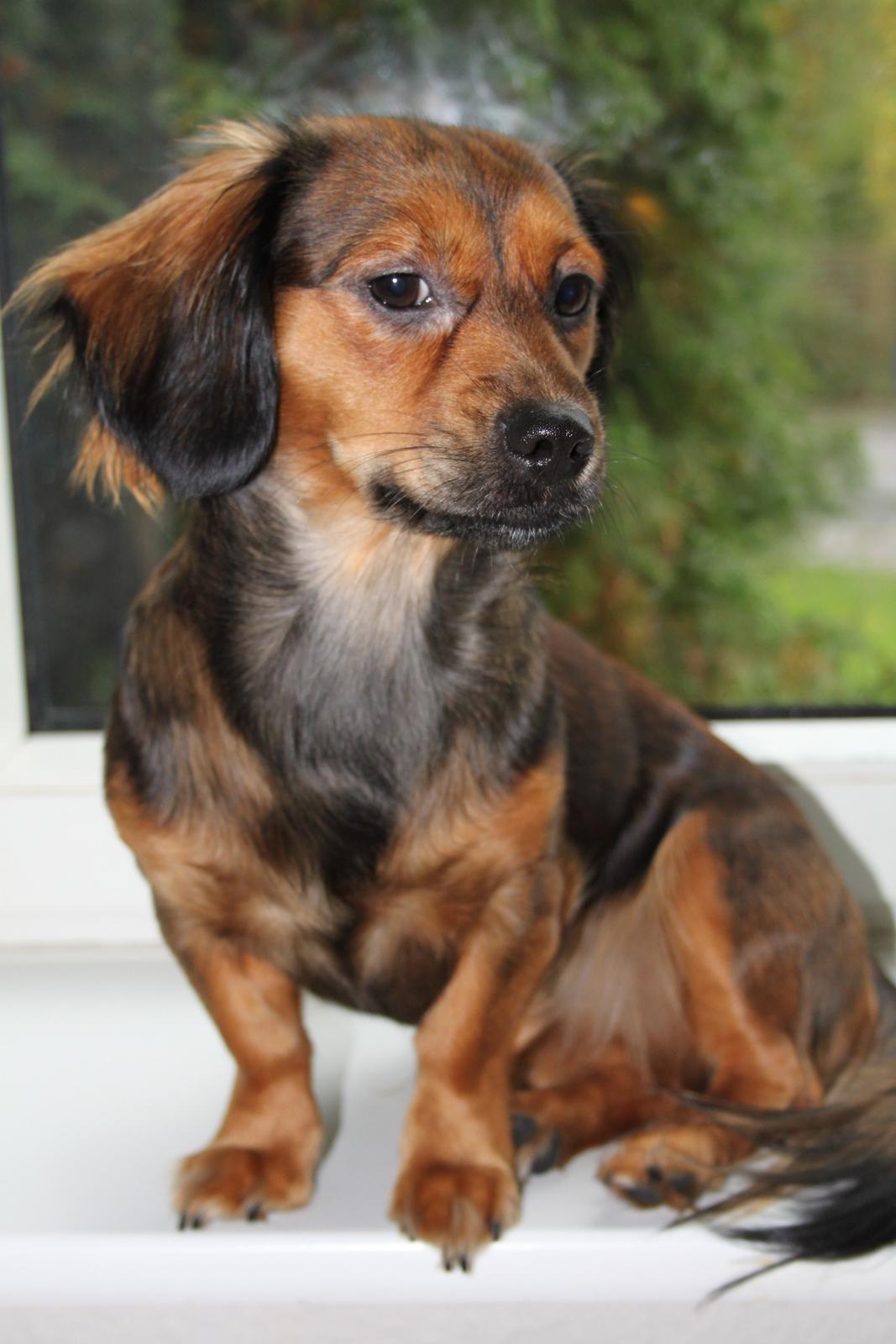 Blanding af racer Tessie billede 1