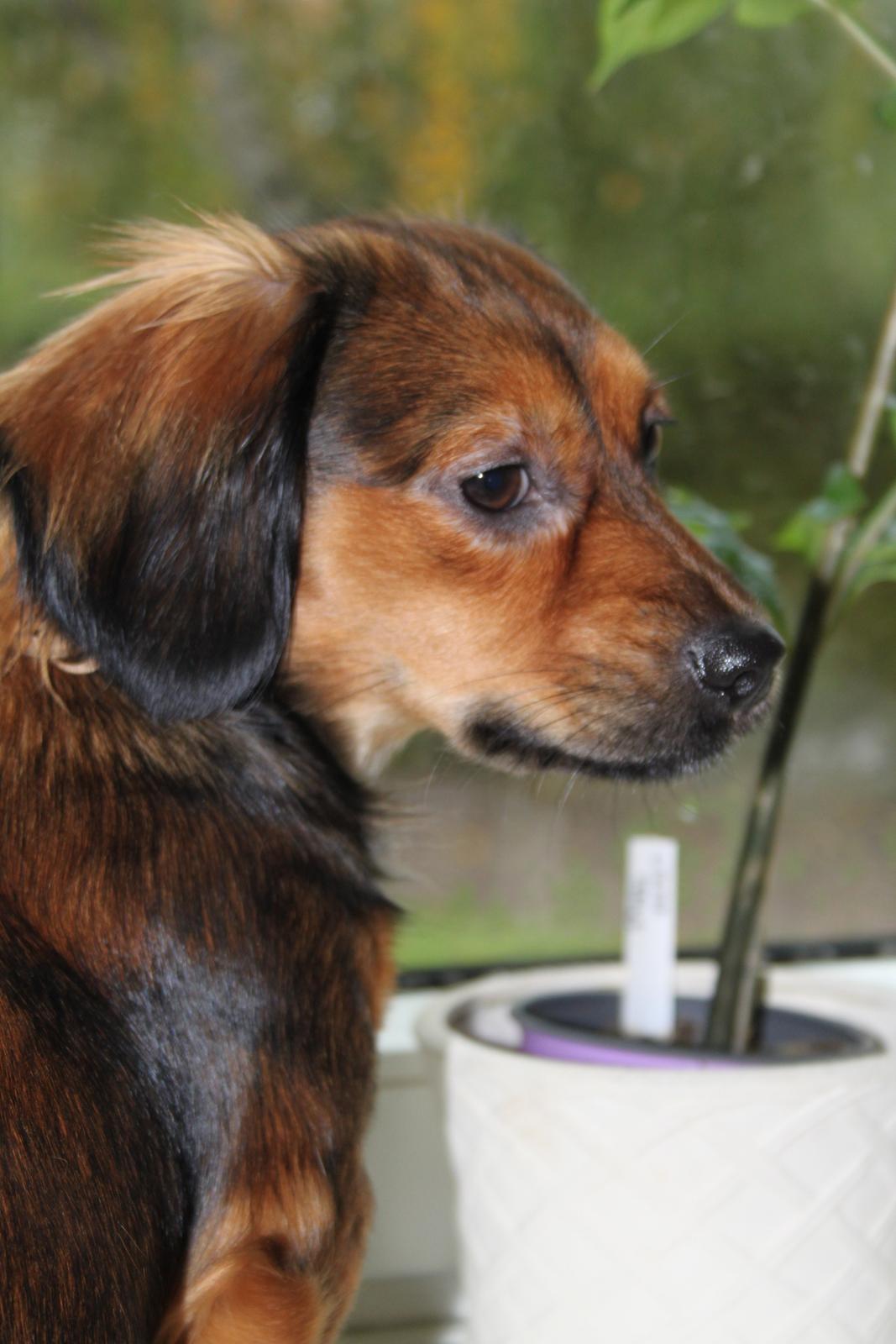 Blanding af racer Tessie billede 2