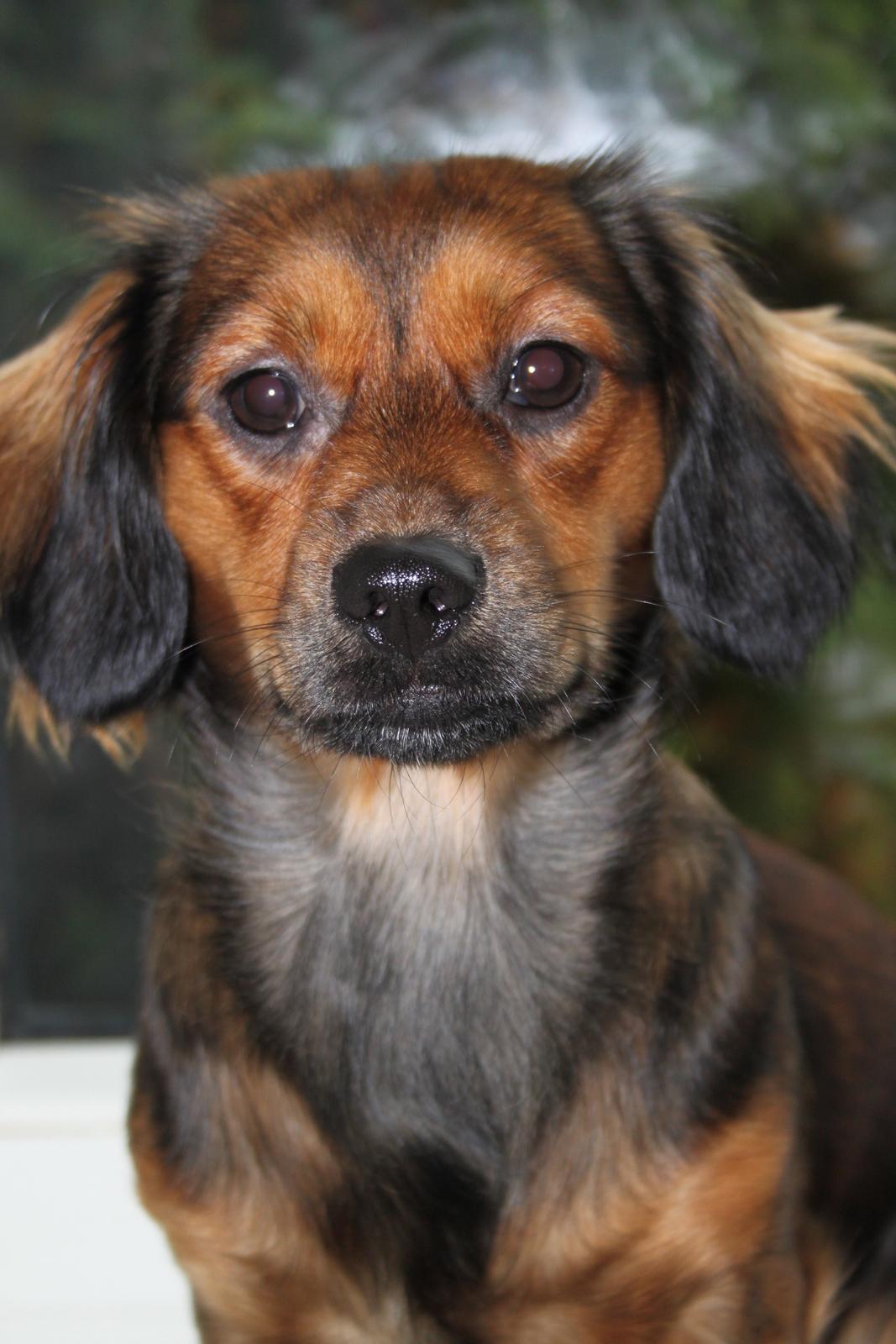 Blanding af racer Tessie billede 3