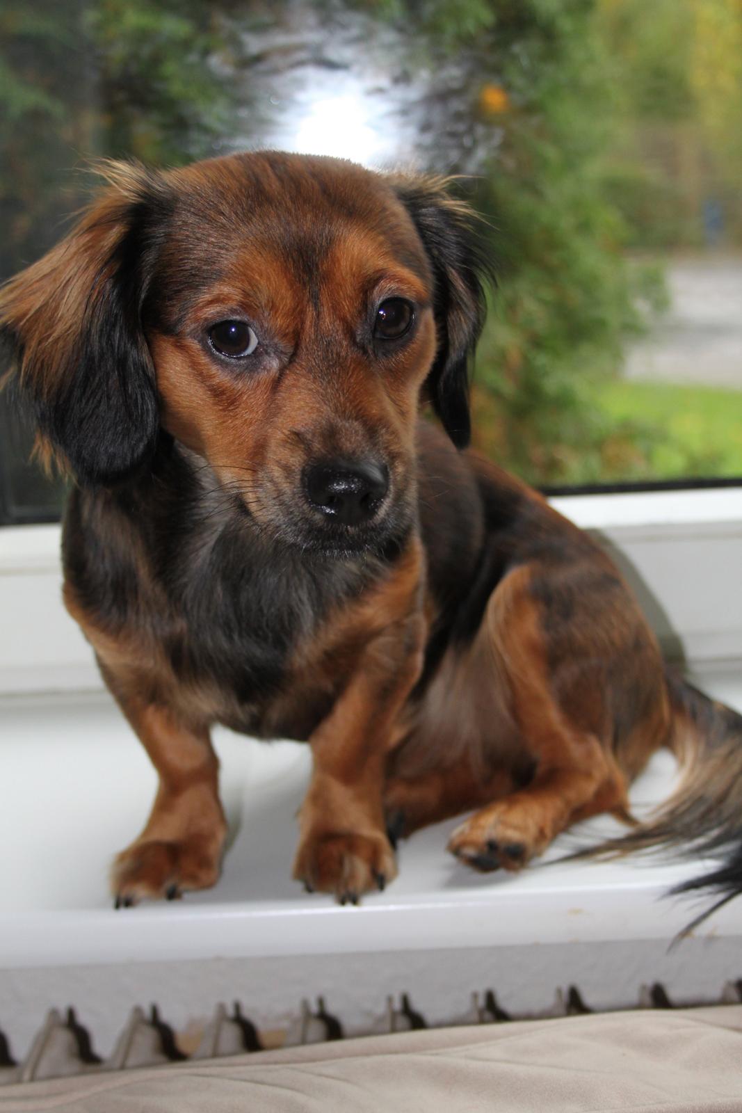 Blanding af racer Tessie billede 4