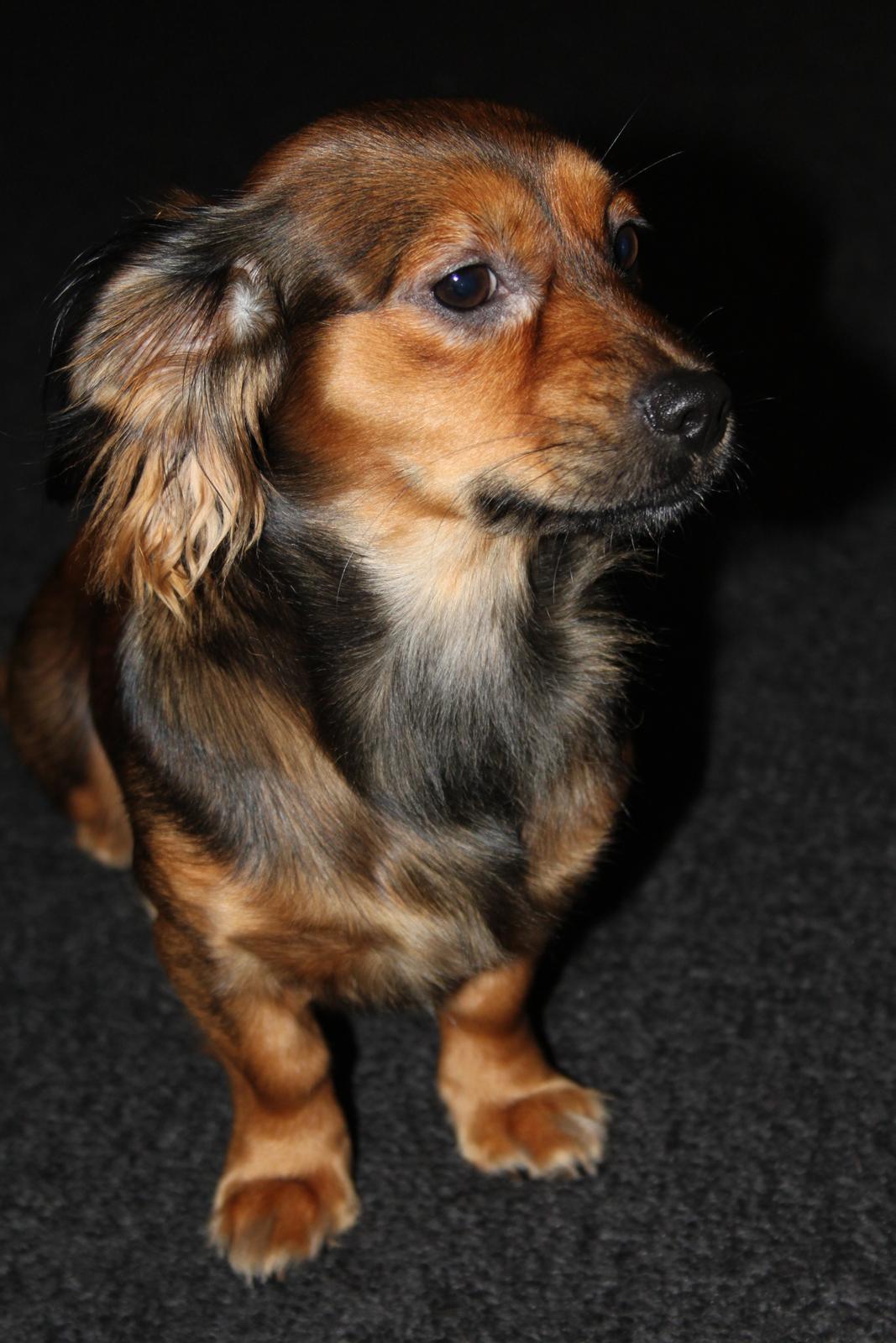 Blanding af racer Tessie billede 5