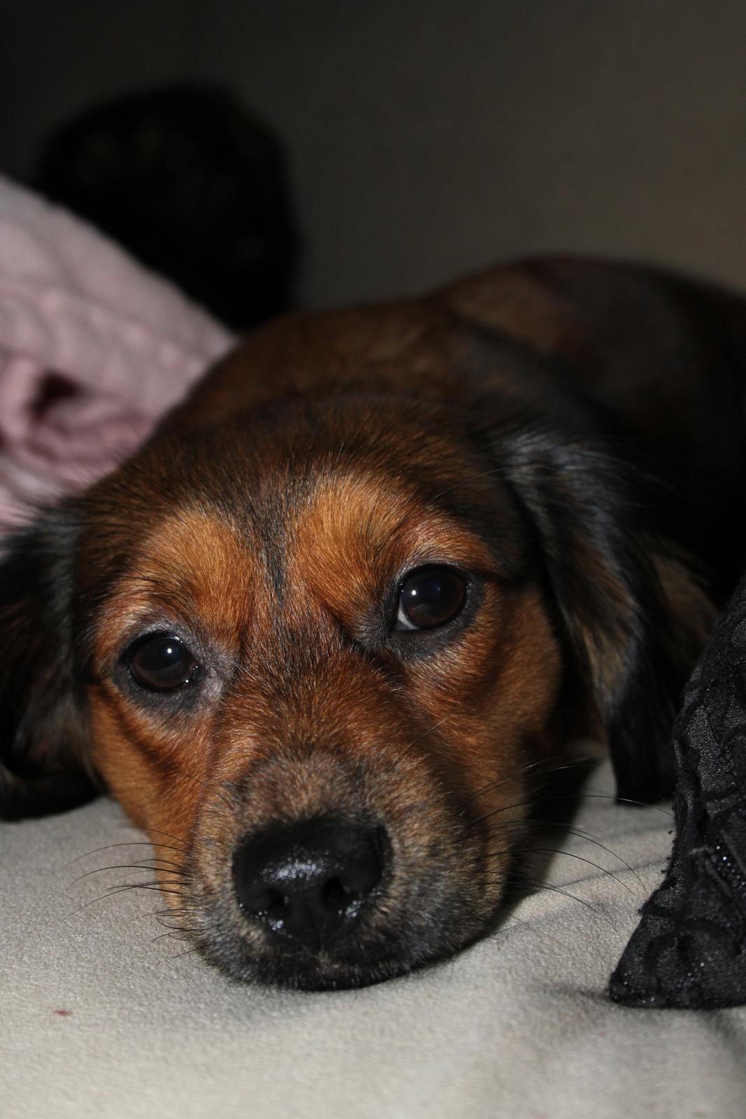 Blanding af racer Tessie billede 6