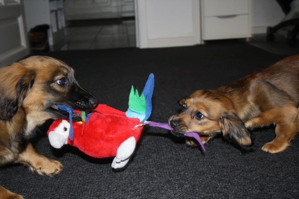 Blanding af racer Tessie billede 7