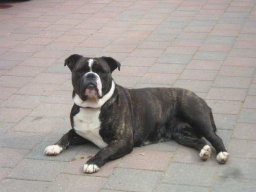 Olde english bulldogge Bodil - Bodil´s flotte mor. billede 24