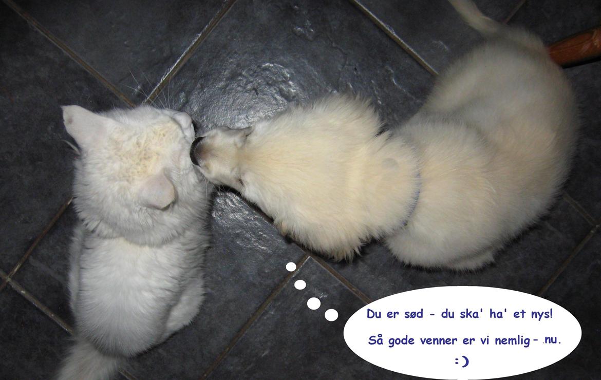 Golden retriever Jack billede 8