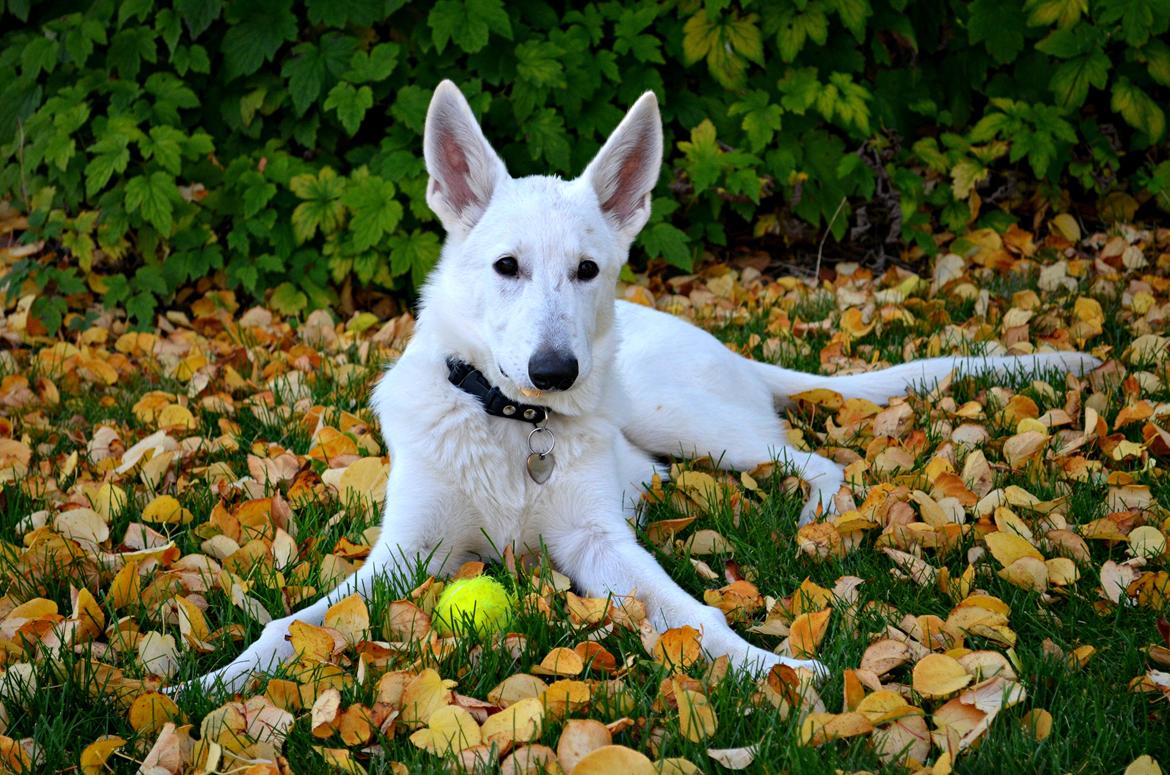 Hvid Schweizisk Hyrdehund Canto *R.I.P. Februar 2013 ;(* - Oktober 2012 billede 6